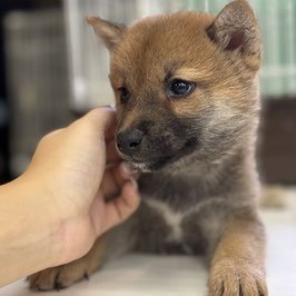 柴犬　ベビー販売　厨川店