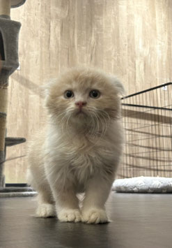 スコティッシュフォールド　ベビー販売　秋田店