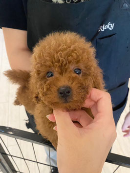 キャバプー♂　新潟店販売