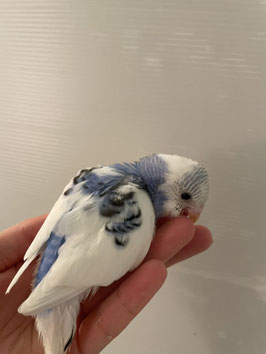 セキセイインコ　パイドブルー　仙台泉店　販売