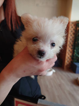 ハーフ犬　ベビー販売　盛岡店