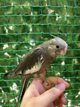 オカメインコ　ホワイトフェイス　秋田中央店　販売