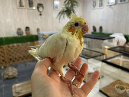 オカメインコ　ルチノー　雛　盛岡店　販売