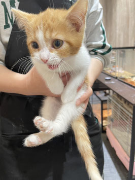 スコティッシュフォールド　ベビー販売　秋田店