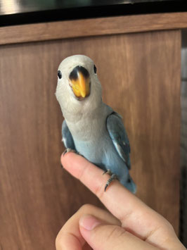 コザクラインコ　コバルトブルー　仙台泉店　販売