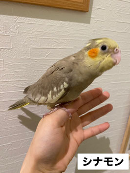 オカメインコ　シナモン　雛　仙台泉店　販売