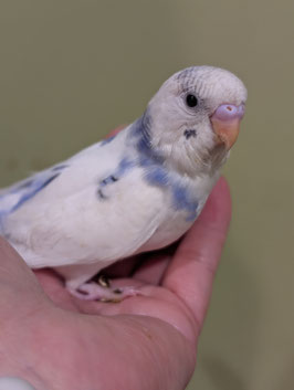 セキセイインコ①　盛岡店　販売