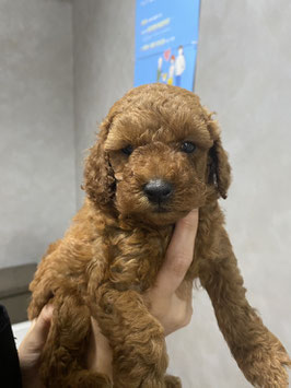 ハーフ犬　ベビー販売　八戸店