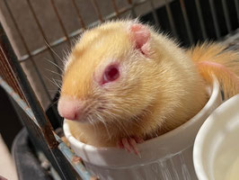 シマリス　アルビノ　仙台EBeanS店　販売