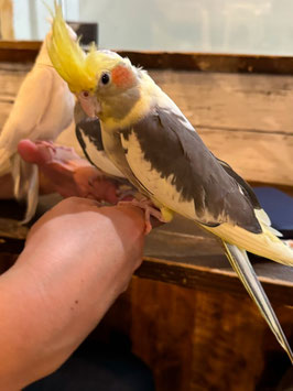 オカメインコ　パイド　仙台店　販売