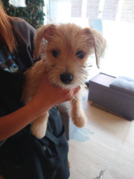 シュナコギ　ベビー販売　盛岡店