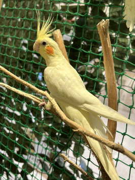 オカメインコルチノー　秋田イオン中央店　販売