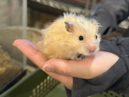 佐藤様専用カート　長毛サテンハムスター