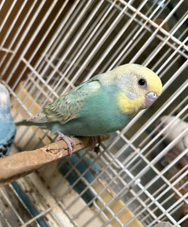 セキセイインコ⑥　秋田イオン中央店　販売
