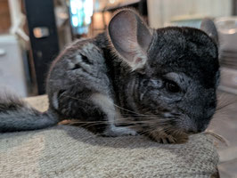 チンチラ　グレー①　オス　盛岡店　販売