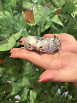 セキセイインコ④　秋田イオン中央店販売