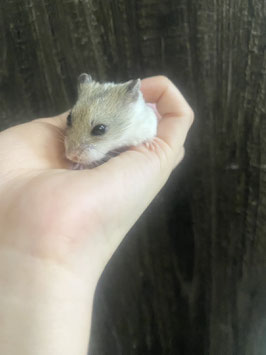 チャイニーズハムスター　ノーマル　メス　新潟店　販売