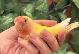 コザクラインコ　ルチノー　秋田イオン中央店販売