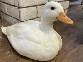 コールダック　福島店販売