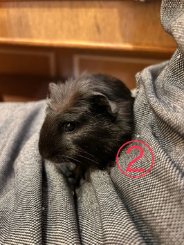 クレステッドモルモット②　ベビー　秋田中央店　販売