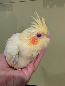 オカメインコ　ルチノー　雛　盛岡店　販売