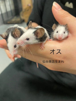 パンダマウス　オス　仙台泉店　販売