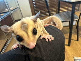フクロモモンガ　プラチナ　オス　福島店　販売
