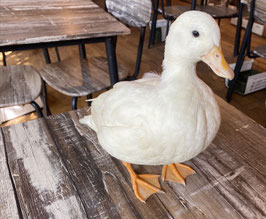 コールダック純白♀　福島店販売