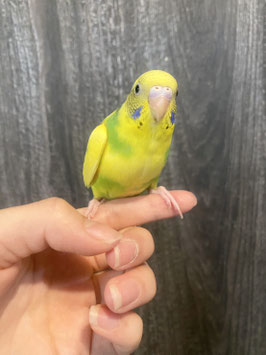 セキセイインコ ハルクイン　新潟店　販売