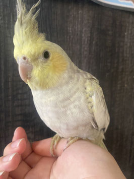 オカメインコ　イエローフェイスパイド　新潟店　販売
