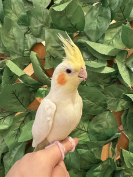 オカメインコ　ルチノー　秋田イオン中央店販売