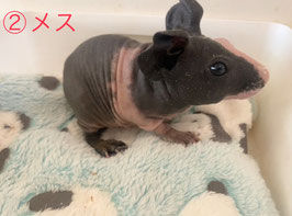 スキニーギニアピッグ②♀　新潟店販売