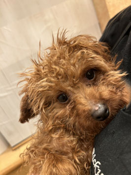 ハーフ犬　ベビー販売　秋田中央店
