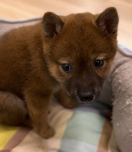 柴犬　ベビー販売　秋田アマノ店