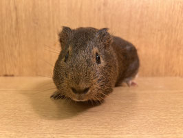 イングリッシュモルモット　オス　秋田中央店　販売