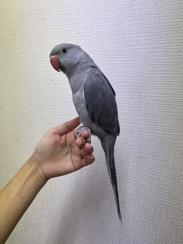 ワカケホンセイインコ　グレー　仙台店　販売