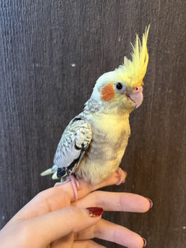 オカメインコ　パール　仙台店　販売