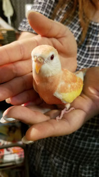 アキクサインコ　ルビノー　販売