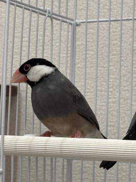 桜文鳥　仙台ズーモア店　販売
