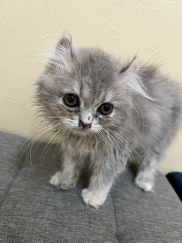 アメリカンカール　ベビー販売　秋田アマノ店