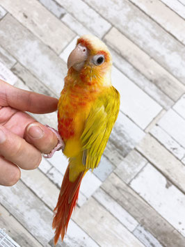 ウロコインコ　サンチーク　栃木店　販売