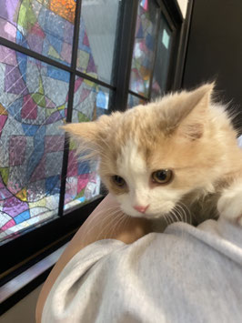 スコティッシュフォールド　ベビー販売　仙台泉店