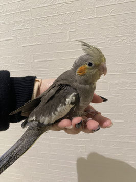 オカメインコ　ノーマル　仙台泉店　販売