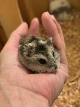 ジャンガリアンハムスター　ノーマル　仙台EBeanS店　販売