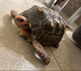 アカアシリクガメ　オス　仙台EBeanS店　販売