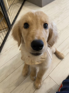 ゴールデンレトリバー　ベビー販売　新潟店