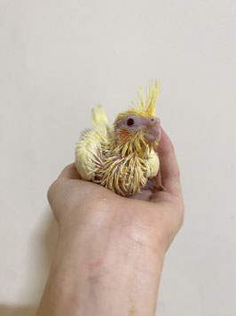 オカメインコ　ルチノー　新潟店　販売