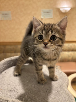 マンチカン　ベビー販売　秋田イオン中央店