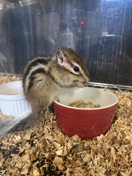 シマリス　ベビー　メス　新潟店　販売