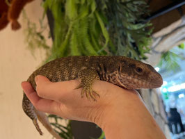 サバンナモニター　仙台EBeanS店販売